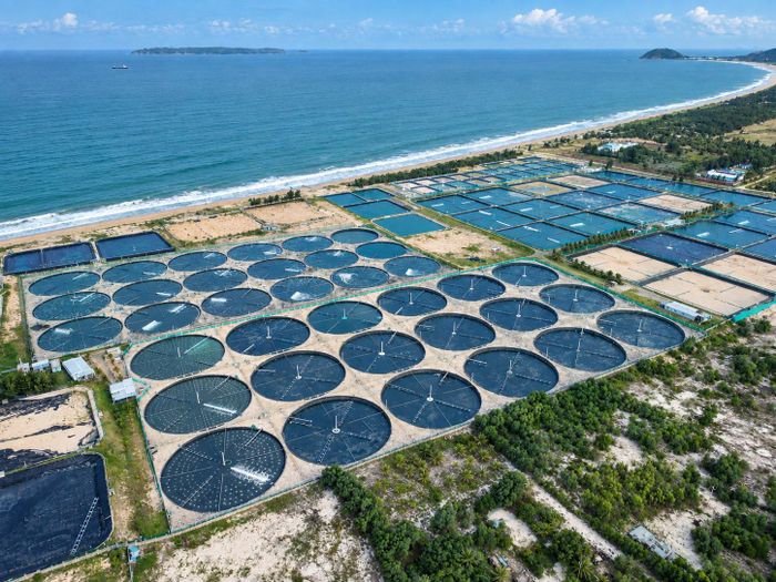  Trang trại nuôi biển công nghệ cao ven dải cát, chuẩn bị giống để vươn khơi nuôi biển của Công ty TNHH Thủy sản Đắc Lộc (tỉnh Đắk Lắk). Ảnh: NGỌC OAI 