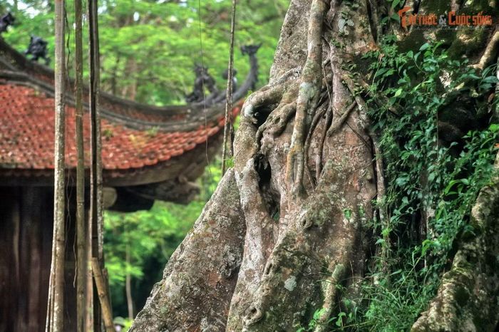 Không gian cổ kính ở Cố đô Lam Kinh. Ảnh: Quốc Lê. 