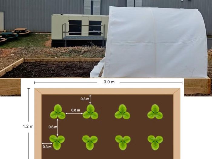 Mô hình trồng dâu tây sử dụng tấm phủ Plant Armor.