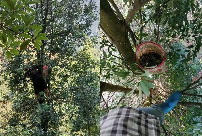 Người dân thu hoạch hồi. Ảnh NVCC,