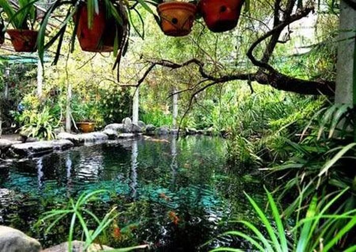 Vườn phong lan tỏa hương thơm trên ao cá cảnh trong vườn nhà Đại tướng