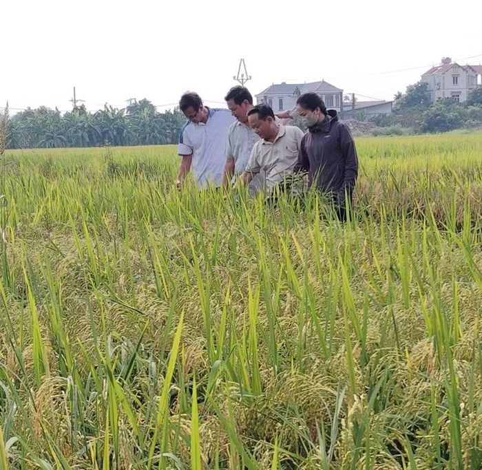 Đợt khảo sát cuối tháng 9/2026 của xã Đan Phượng cho thấy, năng suất lúa của xã đạt trên 59 tạ/ha, vượt kế hoạch đề ra