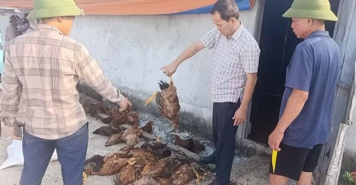 Sự cố chập điện khiến khoảng 10.000 con gà tại trang trại của anh Đặng Quốc Soái chết ngạt. Ảnh: Văn Kiều