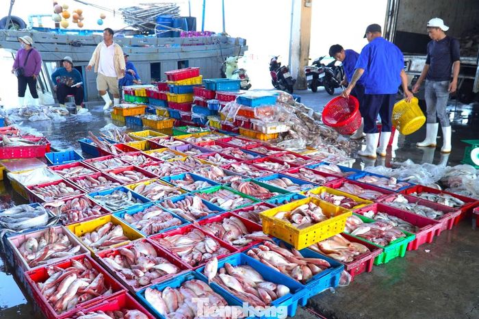 Theo các tiểu thương, đây đang là mùa cá bã trầu nên những ngày qua loại cá này là mặt hàng chủ đạo. Những con cá tươi, to gần bằng bàn tay trở lên được tuyển riêng để đưa vào nhà hàng, quán nhậu. Loại nhỏ hơn gom ra các chợ.