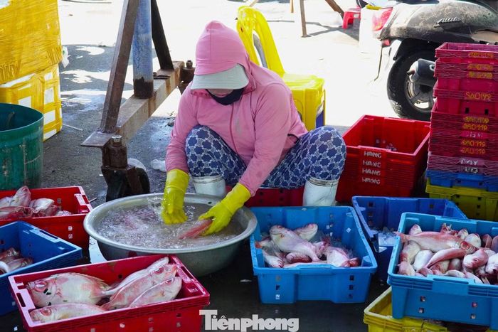 Cá bã trầu lớn được tuyển riêng. Loại cá này các nhà hàng, quán nhậu rất chuộng.