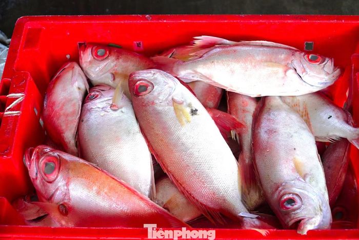 Những khay cá tươi trong, màu sắc đẹp mắt như cái tên hút người mua.