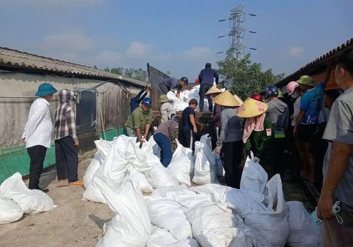 Chính quyền địa phương huy động lực lượng hỗ trợ chủ trang trại tiêu huỷ gà để đảm bảo vệ sinh môi trường.