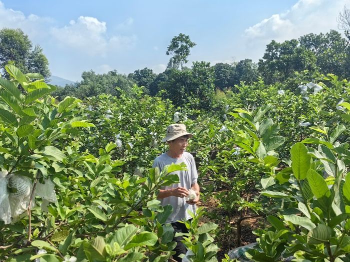 Khí hậu và thổ nhưỡng ở phường Yên Tử rất thích hợp trồng giống ổi lê Đài Loan
