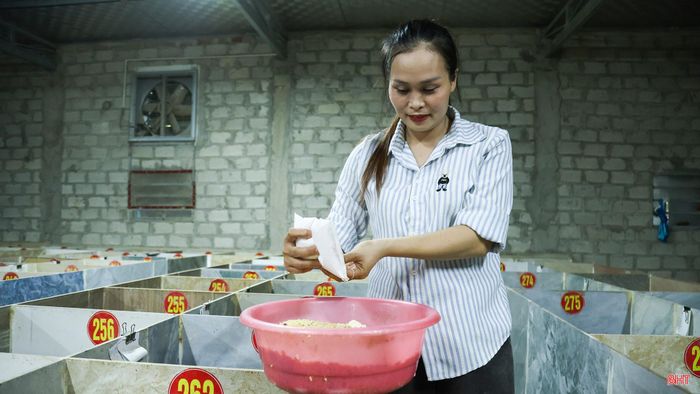 Trung bình mỗi tháng, tôi bán khoảng 20 - 30 cặp dúi giống với giá khoảng 4 - 4,5 triệu đồng/cặp, tùy từng con và từng thời điểm. Những con dúi lớn, chất lượng tốt có thể được khách hàng tìm mua với giá 5 - 8 triệu đồng/cặp, còn một cặp dúi bố mẹ có giá khoảng 12 triệu đồng.