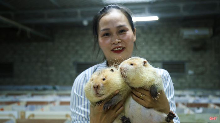 Tôi gọi vui mình là “bảo mẫu” của đàn dúi. Bởi công việc không chỉ dừng ở việc cho ăn, vệ sinh chuồng mà còn là theo dõi từng giai đoạn sinh trưởng, chăm đàn sinh sản và giữ chất lượng con giống.