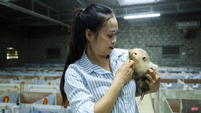 Tôi biết đến dúi từ sự tò mò về tập tính và đặc điểm của loài vật này. Càng tìm hiểu, tôi càng thấy thú vị nên tham khảo kinh nghiệm của những người đã nuôi trước, tìm thêm tài liệu trên mạng rồi quyết định bắt đầu từ quy mô nhỏ.