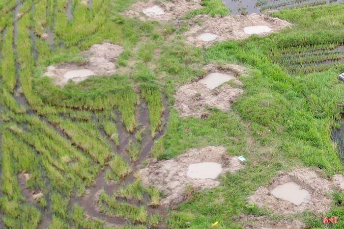 Những cánh đồng ở xã Kỳ Khang sau di dời, quy tập mộ, tạo điều kiện thực hiện chủ trương tập trung, tích tụ ruộng đất. (Ảnh: Hà Phương).