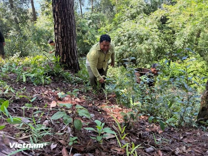 K’ Bàng và các thành viên tổ nhận khoán tuần tra quản lý bảo vệ rừng. (Ảnh: Hưng Thịnh/Vietnam+)
