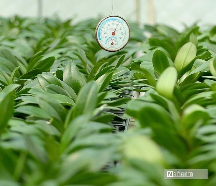 Khoảng 40.000 cây lan chuẩn bị phục vụ thị trường Tết.