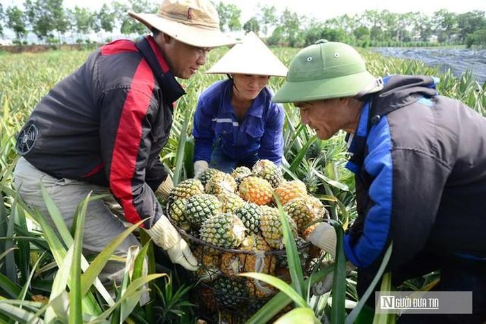 Tiêu thụ nông sản ở Thanh Hóa vẫn còn nhiều điểm nghẽn. 