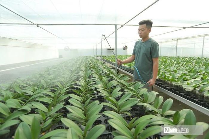Lan được trồng trong nhà màng, kiểm soát môi trường nghiêm ngặt bằng công nghệ.