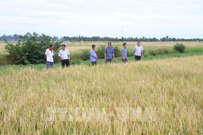 Việc triển khai Đề án phát triển 1 triệu ha lúa chất lượng cao, phát thải thấp tại Cà Mau đã mang lại hiệu quả rõ rệt, giúp giảm chi phí sản xuất và tăng lợi nhuận. Ảnh: Chanh Đa - TTXVN