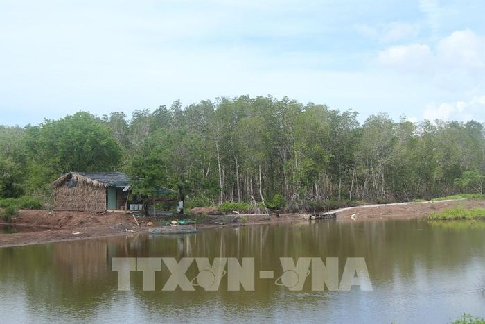Mô hình nuôi tôm sinh thái kết hợp bảo vệ rừng ngập mặn là sự kết hợp hài hòa giữa phát triển kinh tế thủy sản và bảo tồn đa dạng sinh học. Ảnh: Chanh Đa - TTXVN