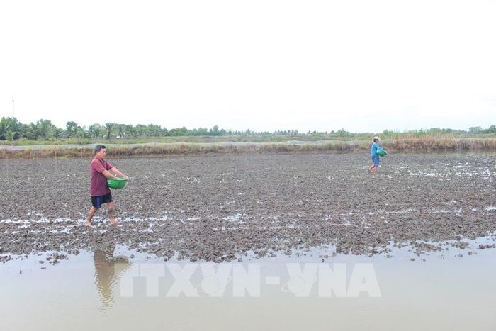 Nông dân Cà Mau áp dụng các quy trình quản lý đất và nguồn nước tự nhiên trong mô hình canh tác nông nghiệp thích ứng với biến đổi khí hậu. Ảnh: Chanh Đa - TTXVN