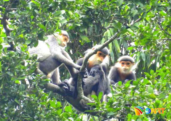 Quần thể Voọc chà vá chân xám ở xã Tam Mỹ sinh trưởng tốt và đang được tính toán lồng ghép phát triển du lịch xanh nhờ vào sự hợp tác của đa bên. Ảnh: QUỐC TUẤN