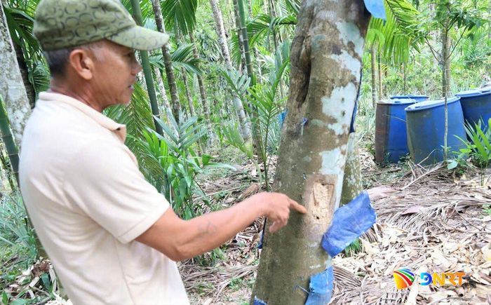 Người dân xã Lãnh Ngọc trồng, chăm sóc cây dó bầu trong vườn nhà. Ảnh: ĐĂNG NGUYÊN