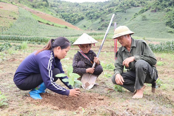 Cán bộ Trung tâm Dịch vụ tổng hợp xã Tuần Giáo hướng dẫn người dân kỹ thuật trồng cây cà phê.