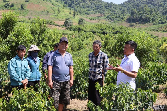 Lãnh đạo xã Mường Mùn hướng dẫn người dân kỹ thuật chăm sóc cà phê sau trồng mới.