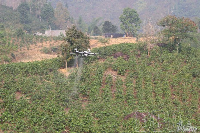 Xã Mường Ảng thử nghiệm trình diễn UAV phun phân bón qua lá cây cà phê tại bản Mánh Đanh.