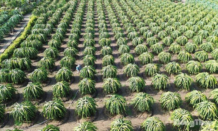 Hợp tác xã Nông nghiệp sạch Hưng Thịnh Phát đã tập hợp được nông dân để liên kết sản xuất và tiêu thụ thanh long theo hướng GlobalGAP.