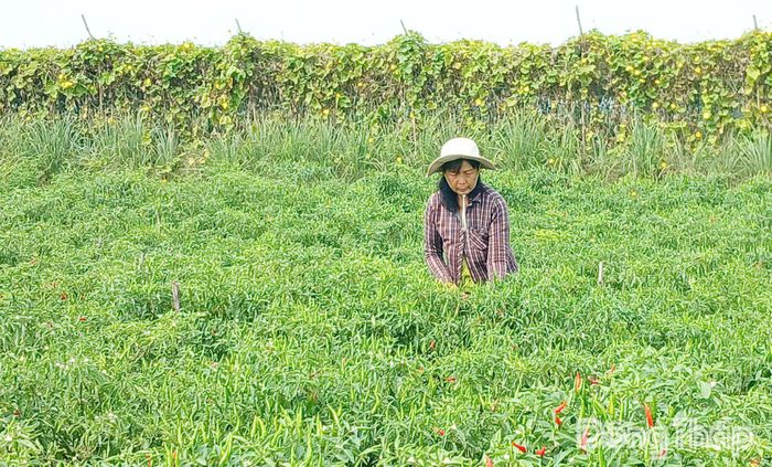 Bà Linh tỉa bỏ những trái ớt bị thối do trời mưa.