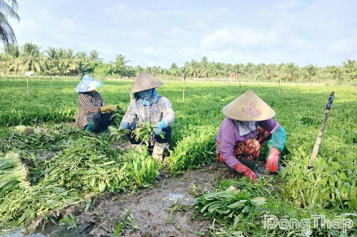Ngò gai hiện có giá hơn 40.000 đồng/kg.