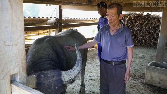Sau khi cai nghiện thành công, ông Giàng A Chính đã tập trung phát triển kinh tế gia đình.