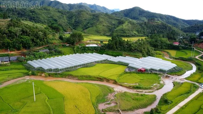 Trang trại cà chua, ớt công nghệ cao ở thôn Cang Đề tạo việc làm cho người dân, trong đó có người sau cai nghiện.