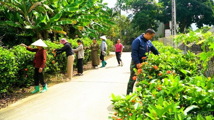 MTTQ xã Việt Nam Chấn Thịnh cùng các đoàn thể xã hội thôn tham gia chăm sóc tuyến đường hoa.