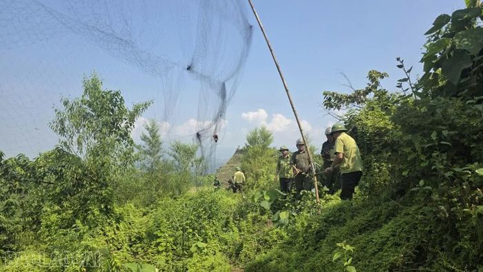 Lực lượng chức năng tháo dỡ những dải "lưới tàng hình" được giăng dài trên các sườn đồi dốc.