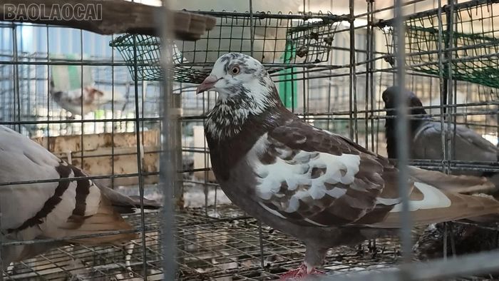 Chim bồ câu Pháp dễ nuôi, ít dịch bệnh, ưu điểm con to, chất lượng thịt thơm ngon.