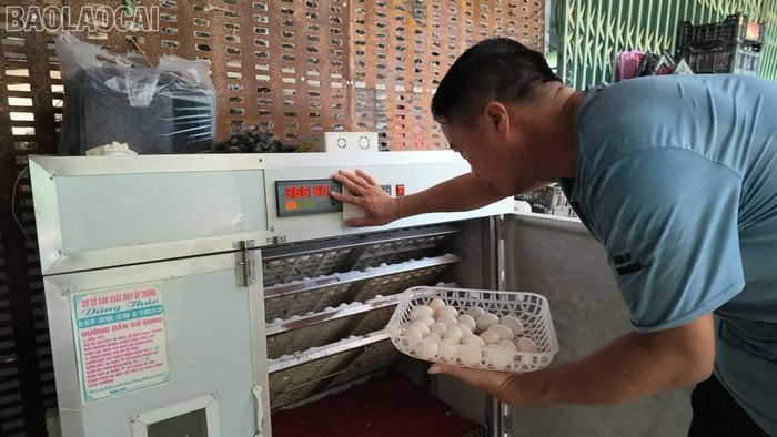 Sử dụng máy ấp trứng tự động giúp trứng nở đều, tỷ lệ nở đạt từ 90% trở lên.