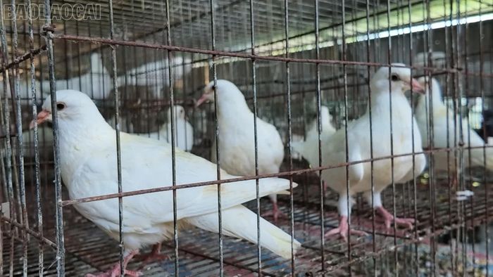 Chim bồ câu Pháp thương phẩm.
