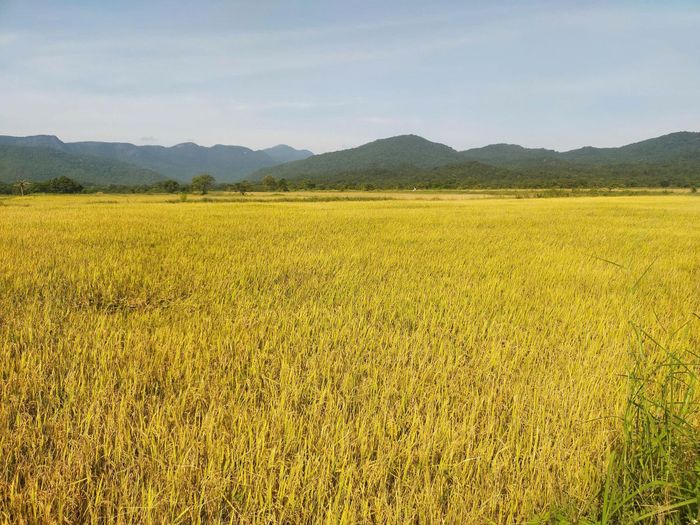 Sau mưa lũ, lúa ở Phan Dũng (xã Tuy Phong) chín vàng ươm