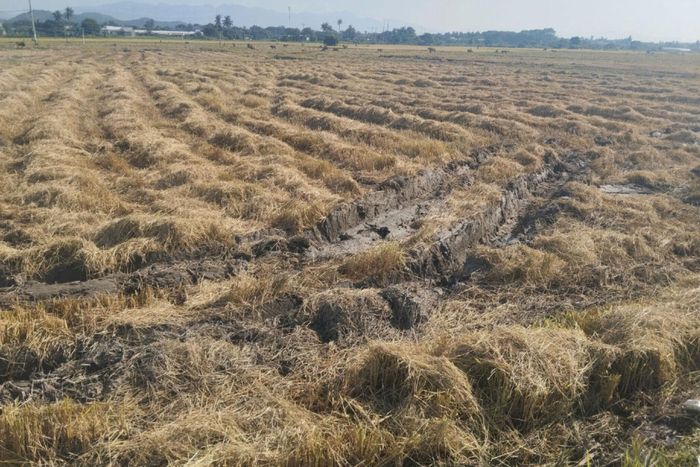 Dân 4 xã thuộc vùng Tuy Phong cũ không muốn sản xuất vụ mùa 2026, vì lo bị lỗ
