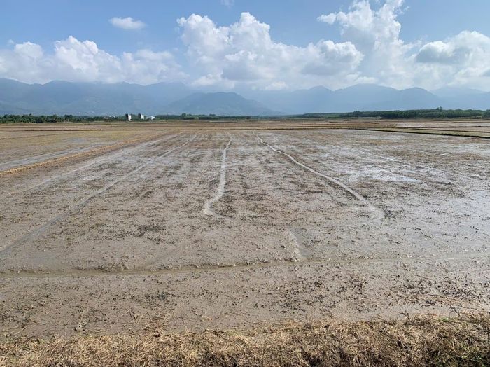 Sau mưa những cánh đồng ven sông La Ngà đầy ắp phù sa