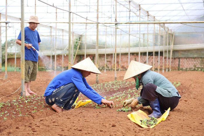 Gia đình bà Nguyễn Thị Kim Hoa chuẩn bị những lứa hoa mới cho thị trường