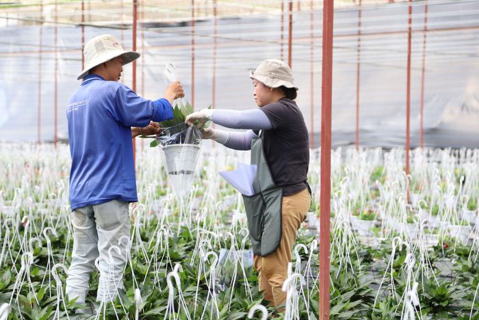 Các nhà vườn tại phường Lang Biang - Đà Lạt tập trung chăm sóc các loại hoa chậu phục vụ thị trường cuối năm