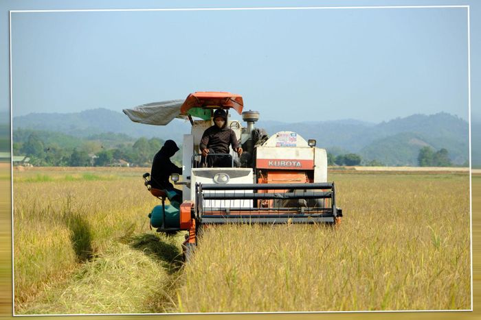 Toàn tỉnh duy trì hơn 914.000 ha gieo trồng, nhiều loại cây trồng chủ lực tiếp tục đạt năng suất khá