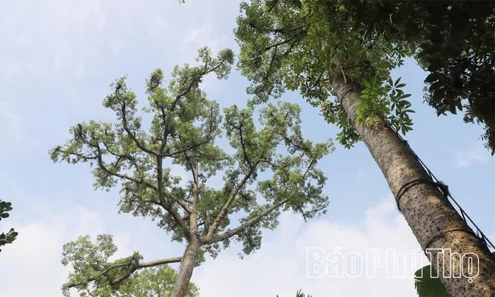 Một trong bốn cây gạo cho tầm gửi của nhà ông Bùi Văn Thịnh xóm Miễu.