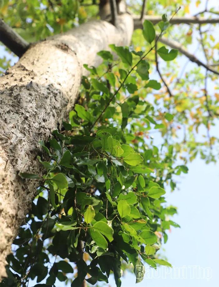 Một cây gạo còn non tuổi nhưng đã có tầm gửi bám chặt cho lộc xanh ngắt.