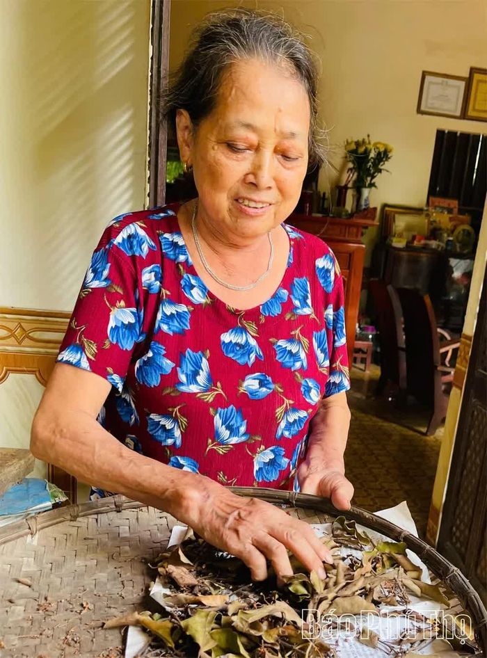 Bà Nguyễn Thị Thanh gom từng nắm lá tầm gửi gạo rụng, mỗi khi có nắng lại đem ra phơi kỹ sau đó cất để dành bán cho khách cần.