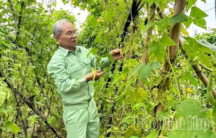 Nông dân xã Đào Xá chăm sóc cây bìm bìm biếc, mô hình liên kết sản xuất góp phần nâng cao hiệu quả sử dụng đất và thu nhập.