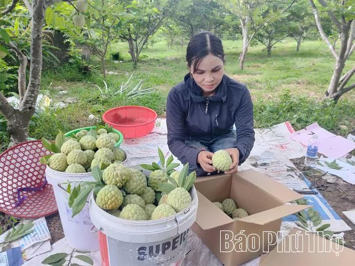 Ứng dụng khoa học kỹ thuật giúp cây na ở xã Đại Đình sinh trưởng tốt, quả đồng đều, mẫu mã đẹp, nâng cao giá trị sản phẩm.
