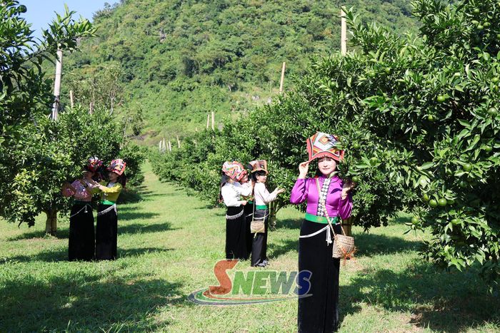 Du khách tham quan, chụp ảnh tại vườn cam